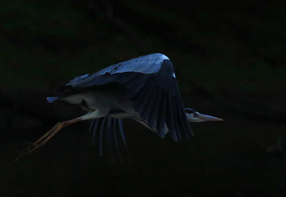 Grey heron - Malilangwe
