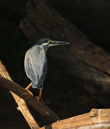 Green-backed heron - Malilangwe