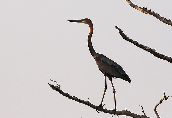 Goliath heron - Matusadona NP