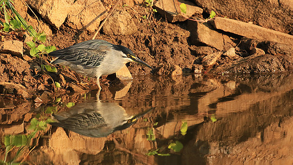 Green-backed heron - Malilangwe