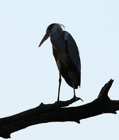 Grey heron - Malilangwe