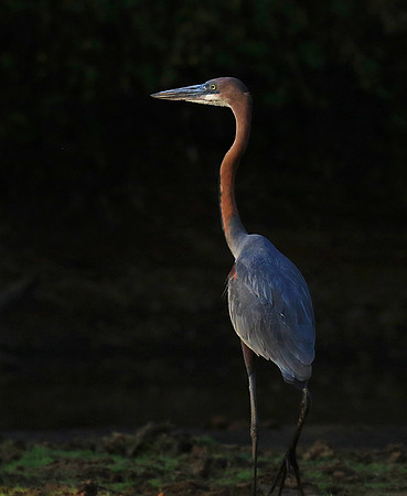 Goliath heron - Malilangwe