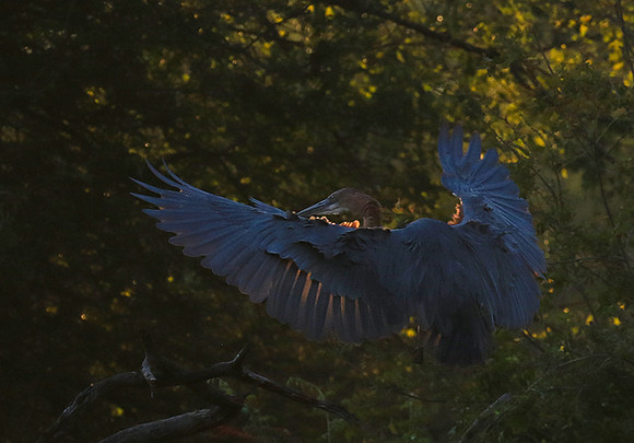 Goliath heron - Malilangwe