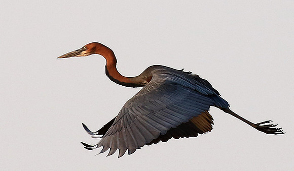 Goliath heron - Matusadona NP