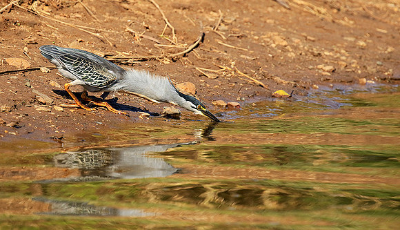 Green-backed heron - Malilangwe