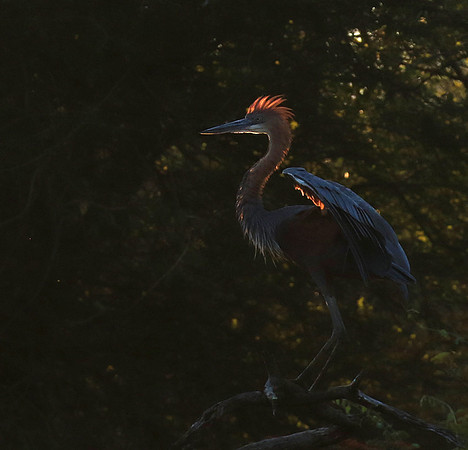 Goliath heron - Malilangwe wildlife reserve