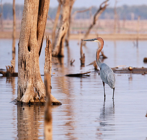 Goliath heron - Matusadona NP