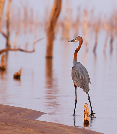 Goliath heron - Matusadona NP