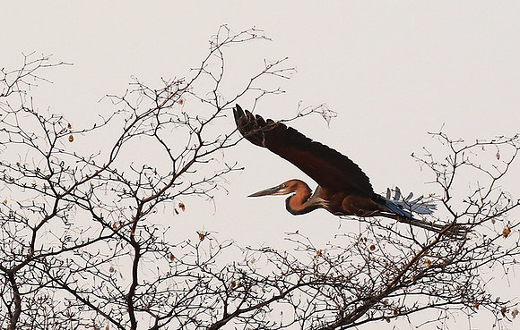 Goliath heron - Matusadona NP