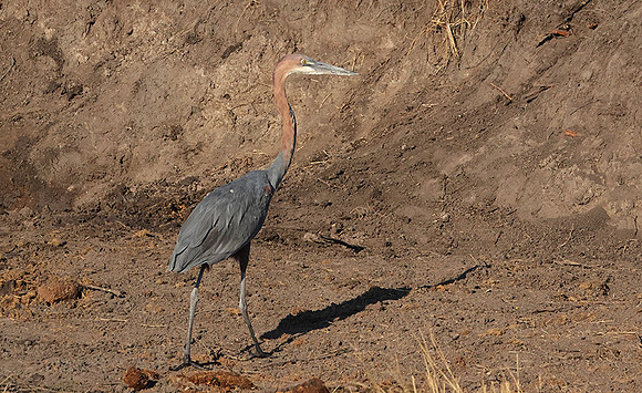 Goliath heron - Hwange NP
