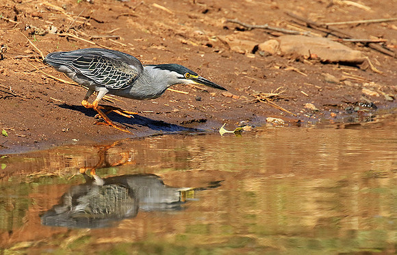 Green-backed heron - Malilangwe