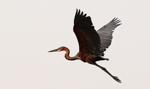 Goliath heron - Matusadona NP