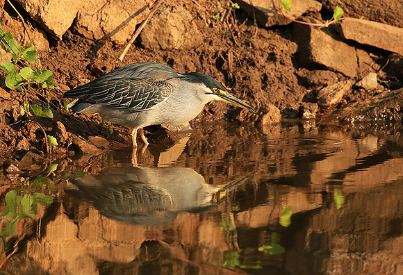 Green-backed heron - Malilangwe