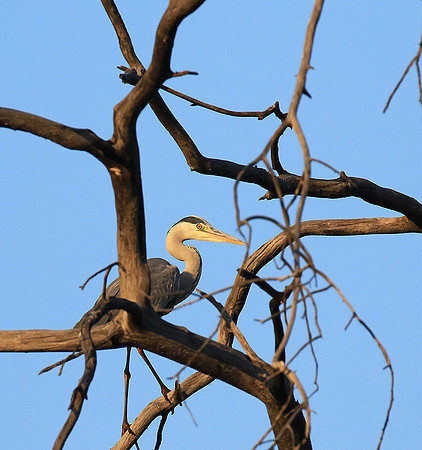 Grey heron - Malilangwe