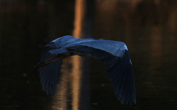 Grey heron - Malilangwe