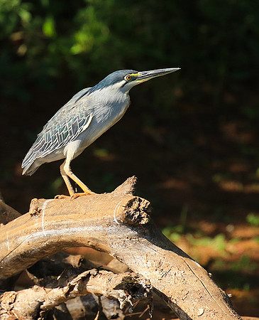 Green-backed heron - Malilangwe