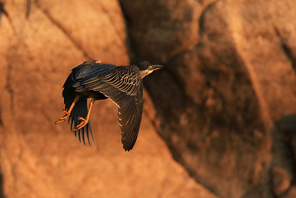 Green-backed heron - Malilangwe