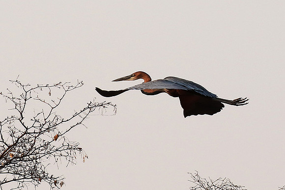 Goliath heron - Matusadona NP