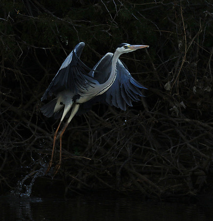 Grey heron - Malilangwe