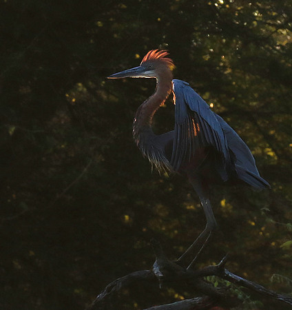 Goliath heron - Malilangwe wildlife reserve