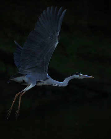 Grey heron - Malilangwe