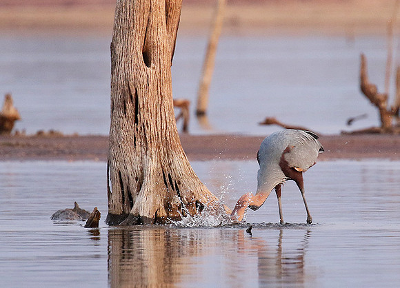 Goliath heron - Matusadona NP