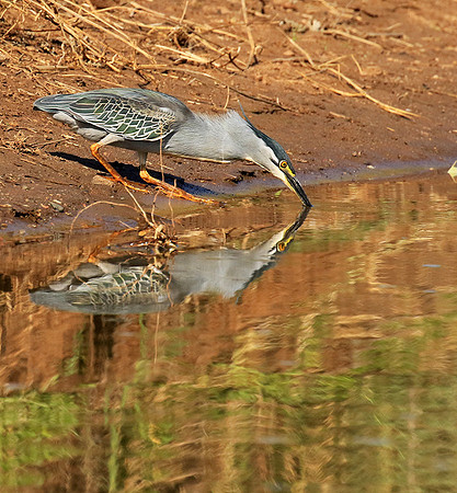 Green-backed heron - Malilangwe