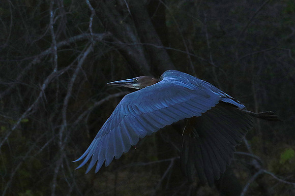 Goliath heron - Malilangwe