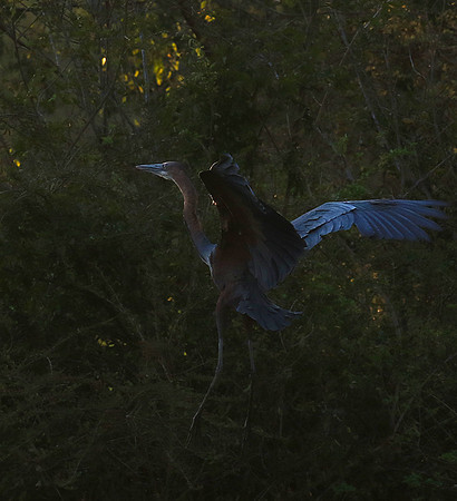 Goliath heron - Malilangwe