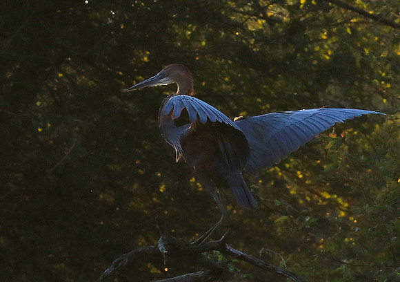 Goliath heron - Malilangwe