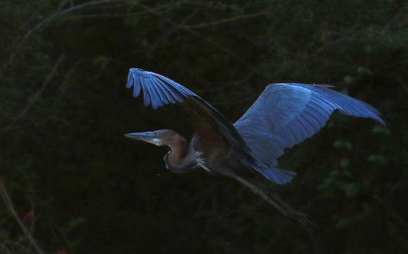 Goliath heron - Malilangwe