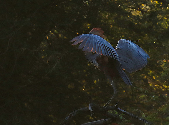 Goliath heron - Malilangwe