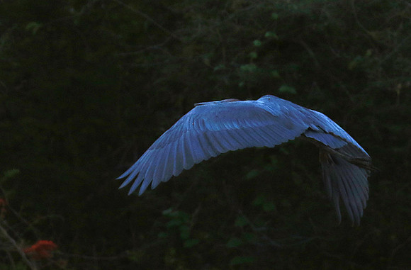 Goliath heron - Malilangwe