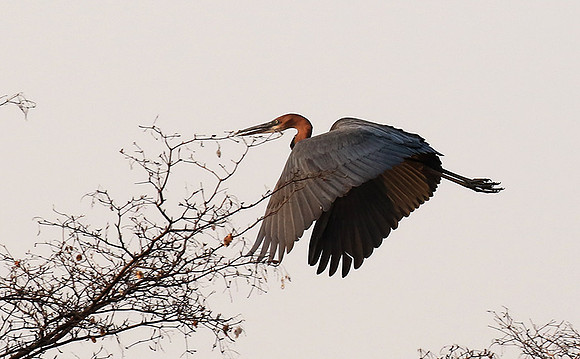 Goliath heron - Matusadona NP