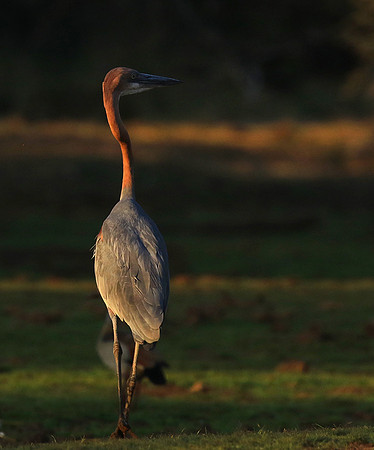 Goliath heron - Malilangwe