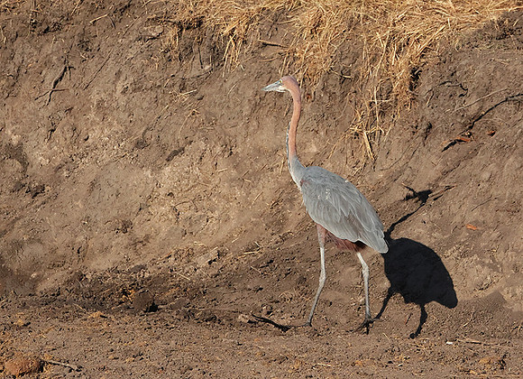 Goliath heron - Hwange NP