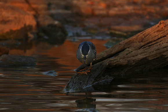 Green-backed heron - Malilangwe