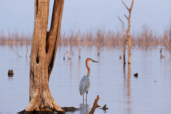 Goliath heron - Matusadona NP