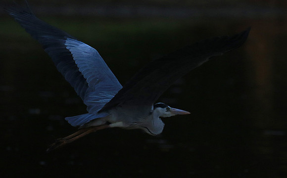 Grey heron - Malilangwe
