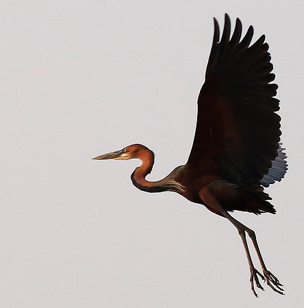 Goliath heron - Matusadona NP