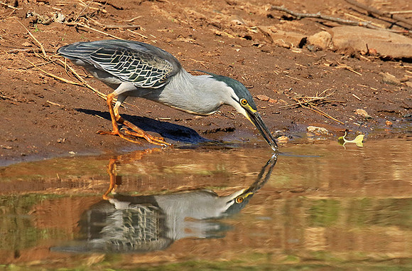 Green-backed heron - Malilangwe