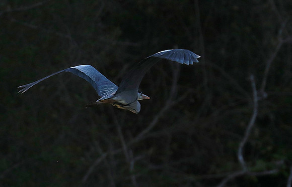 Grey heron - Malilangwe