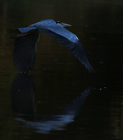 Grey heron - Malilangwe