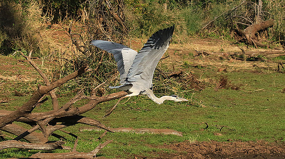 Grey heron - Malilangwe