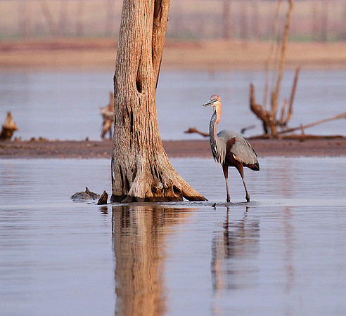 Goliath heron - Matusadona NP