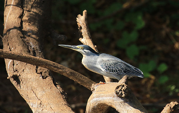 Green-backed heron - Malilangwe