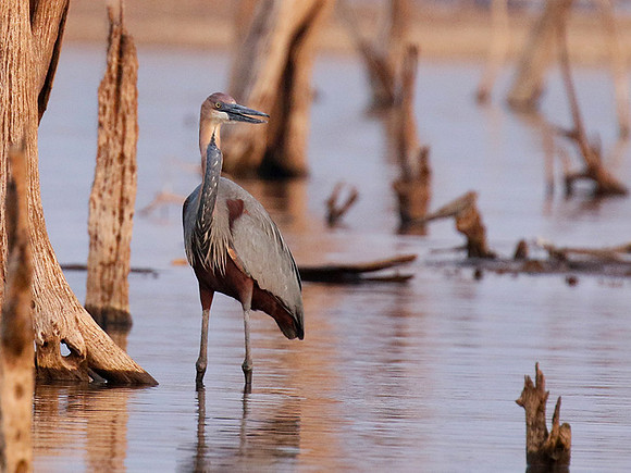 Goliath heron - Matusadona NP
