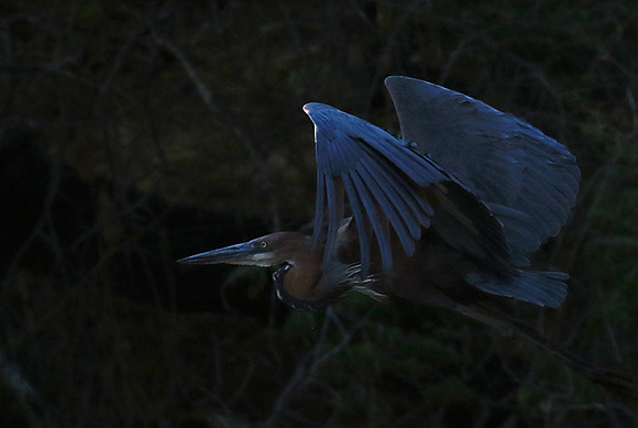 Goliath heron - Malilangwe