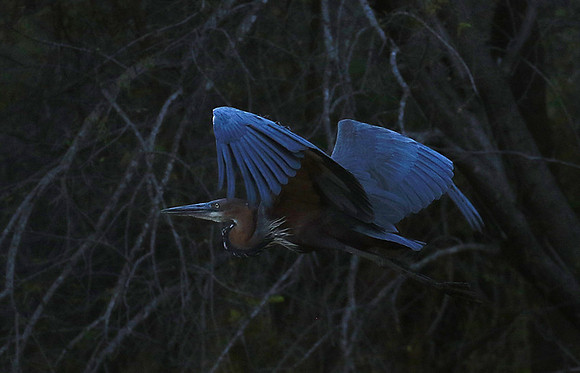 Goliath heron - Malilangwe