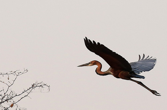 Goliath heron - Matusadona NP